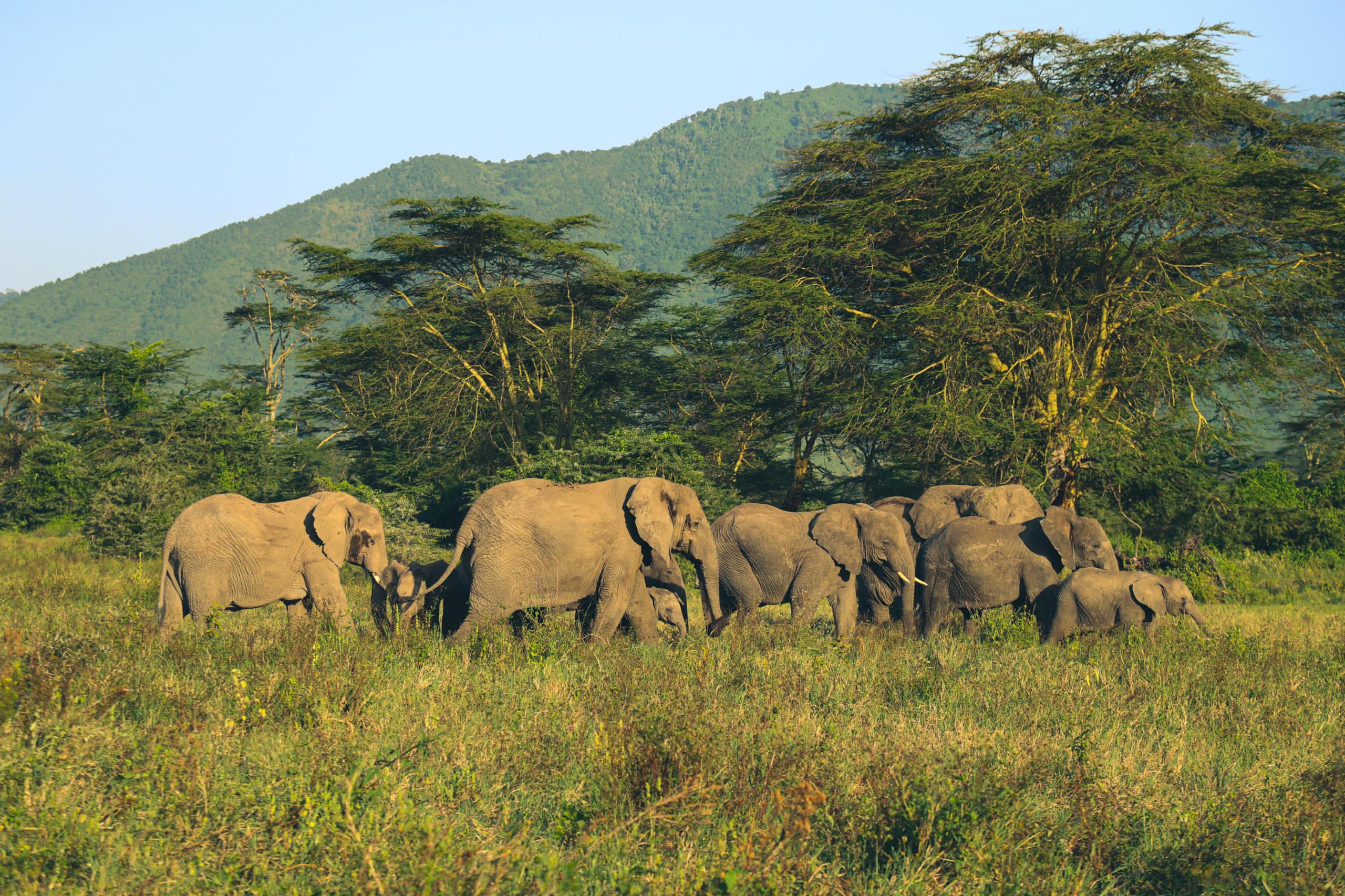 A DAY VISIT TO MIKUMI NATIONAL PARK SAFARI tour image