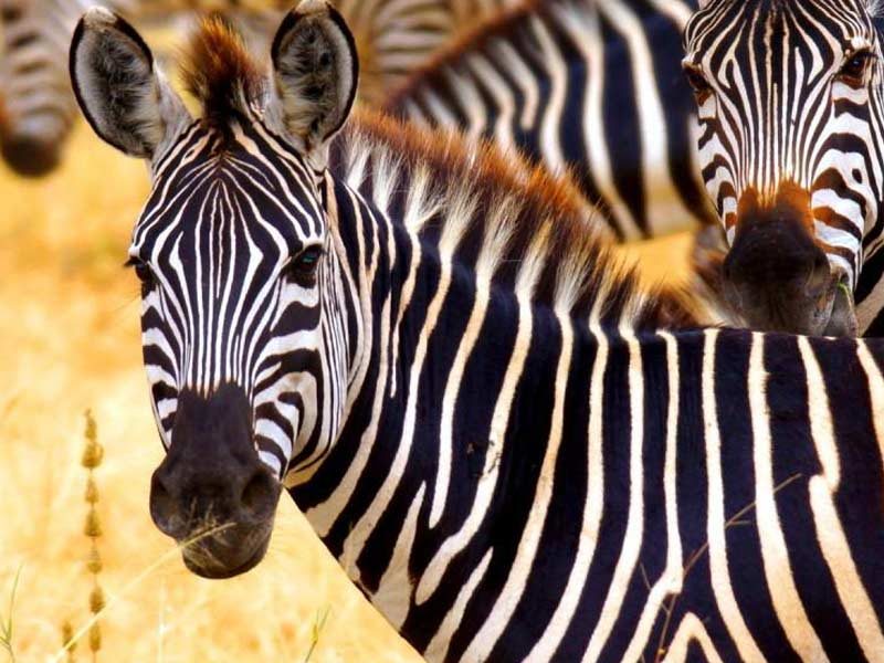 Arusha National Park: A Gem in Northern Tanzania destination in Tanzania