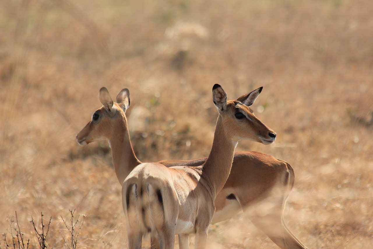 2DAYS 1NIGHT- MIKUMI NATIONAL PARK SAFARI tour image