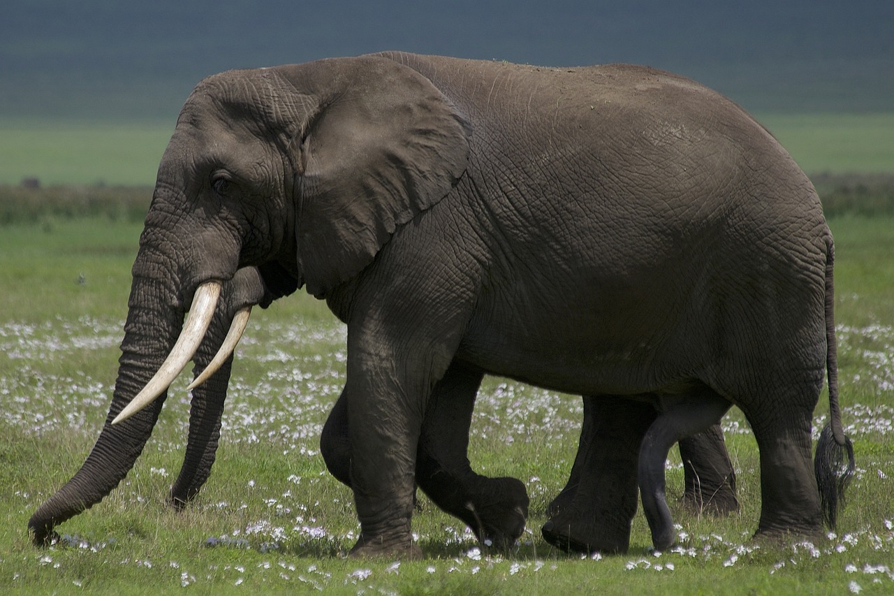 Ngorongoro Conservation Area: A Natural and Cultural Marvel destination in Tanzania