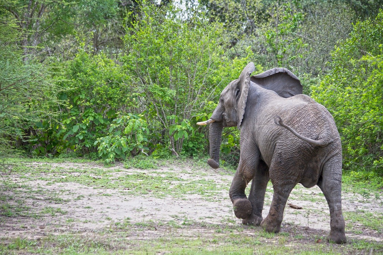 4 DAYS BEST TANZANIA SAFARIS HIGHLIGHTS tour image