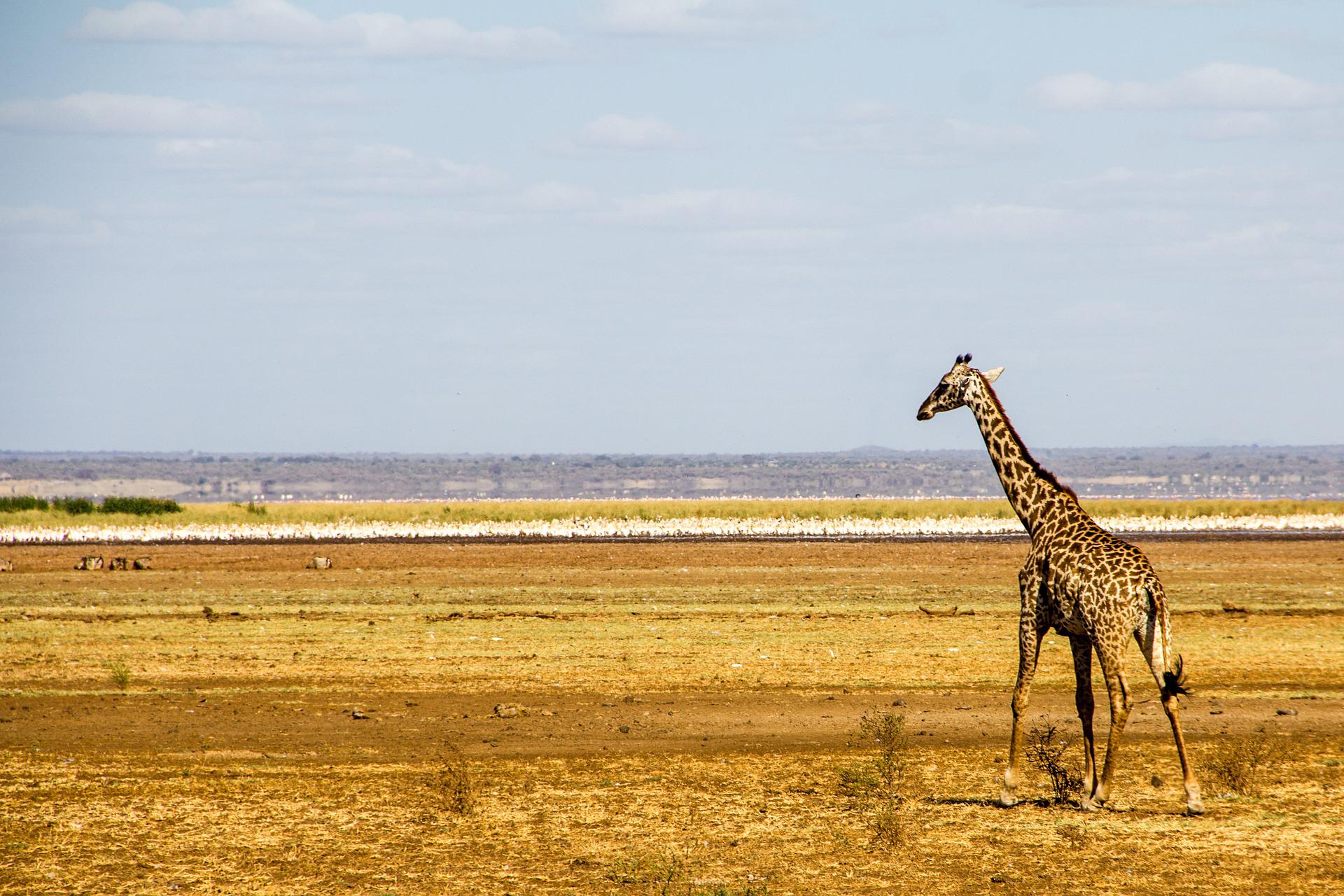 Lake Manyara National Park: A Jewel of Biodiversity destination in Tanzania
