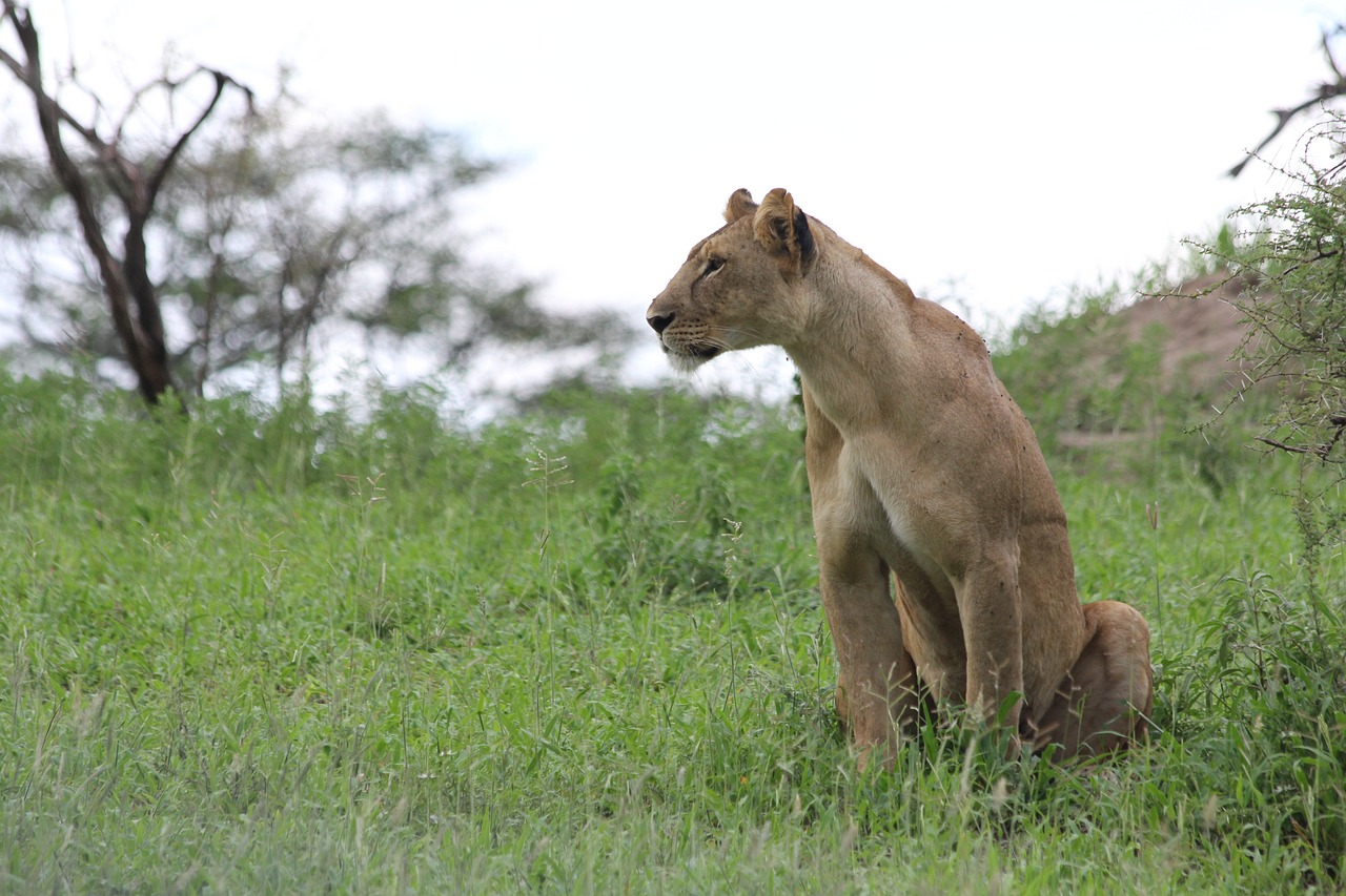 Tarangire National Park: Tanzania’s Hidden Gem destination in Tanzania