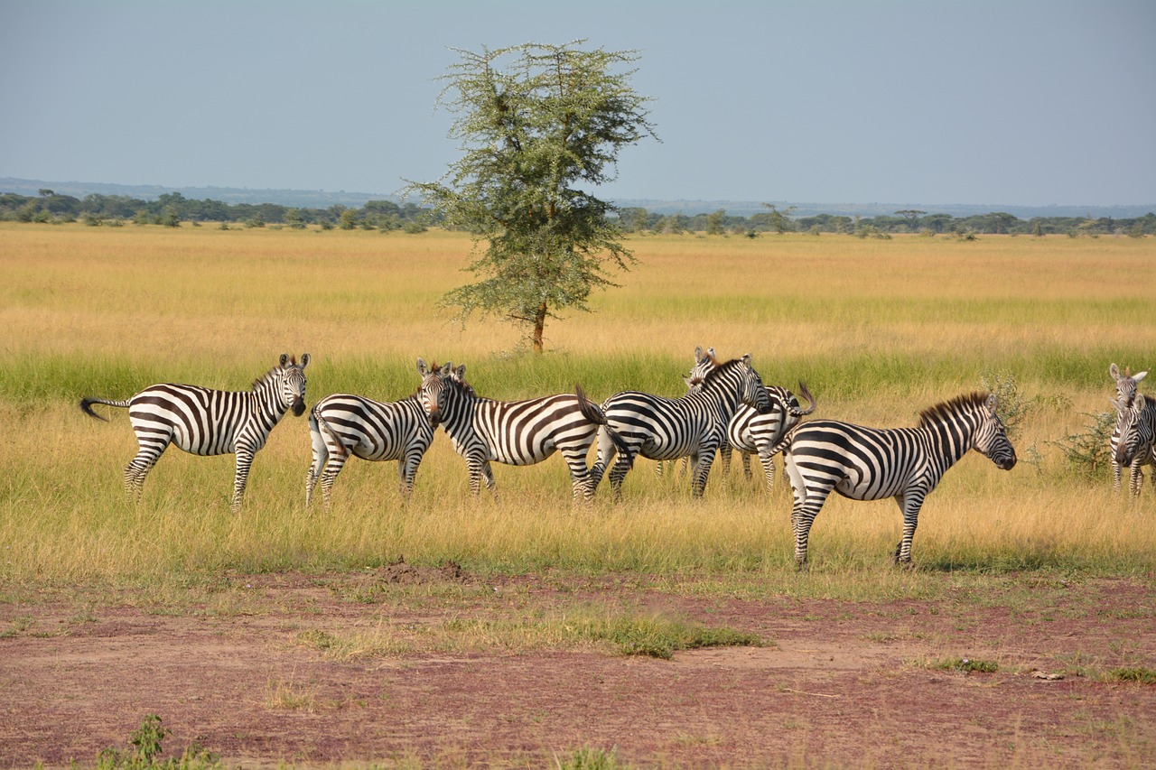 Serengeti National Park: A Wildlife Wonderland destination in Tanzania